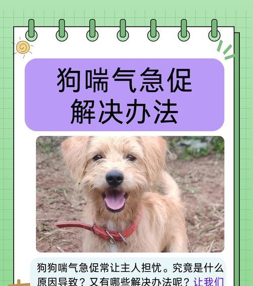 泰迪上火咳嗽应对策略（缓解泰迪上火咳嗽的有效方法与注意事项）