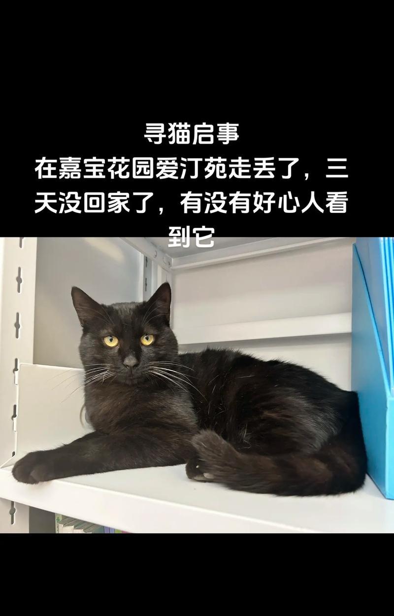 晚上遇到黑白猫的预示意义（黑白猫的神秘象征与传说）