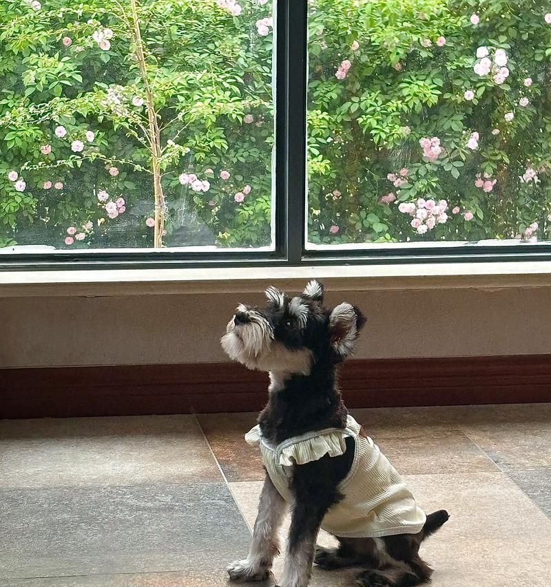 狗剃毛后的注意事项（为你的狗狗提供剃毛后的最佳护理）