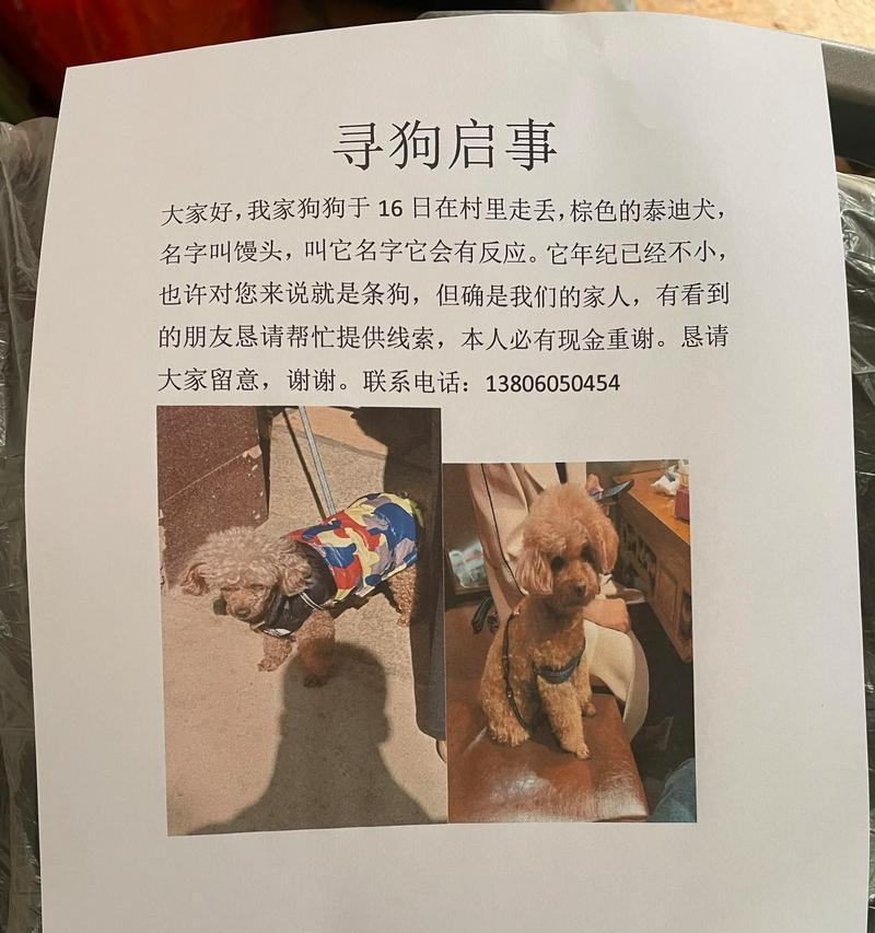 捡到泰迪的故事（一只流浪泰迪的命运转折与温暖回归）