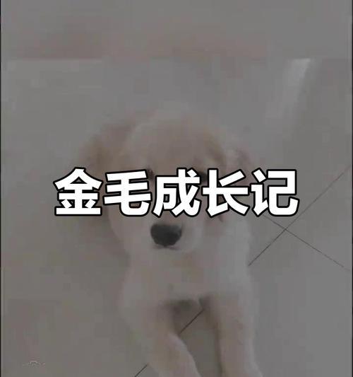 三个月金毛美毛秘籍（打造宠物金毛的亮丽外貌）