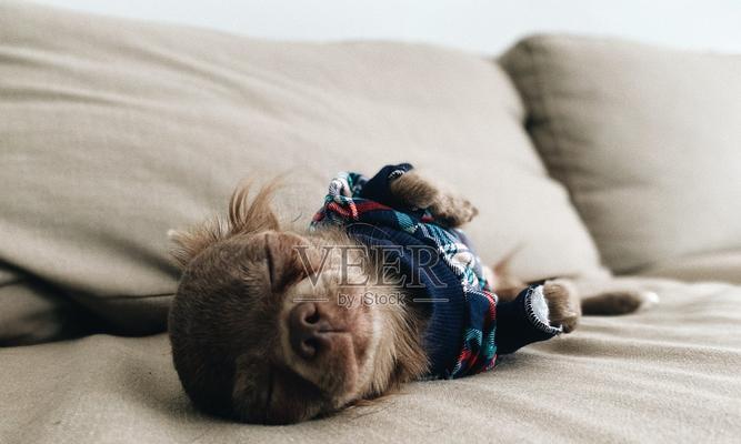 如何让吉娃娃乖乖睡自己的窝（培养吉娃娃独立睡眠的方法与技巧）