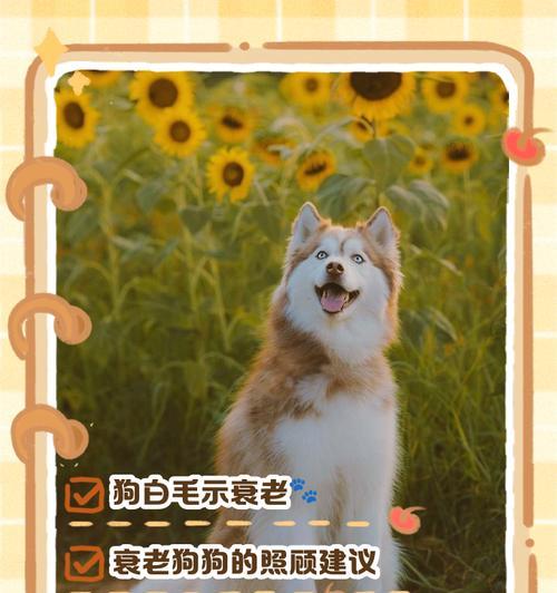 狗狗胡须白了原因解析（探究导致狗狗胡须白化的因素和保健方法）