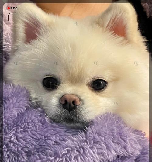 如何处理博美犬晚上叫的问题（有效方法和注意事项，让你和邻居都能安心入睡）