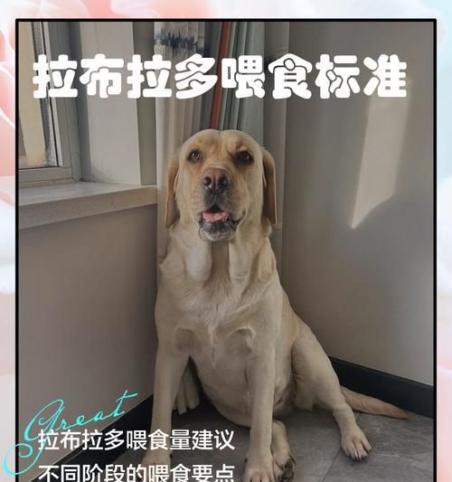萨摩耶最爱吃的食物是什么？（探究萨摩耶喜欢的食物种类和饮食习惯）