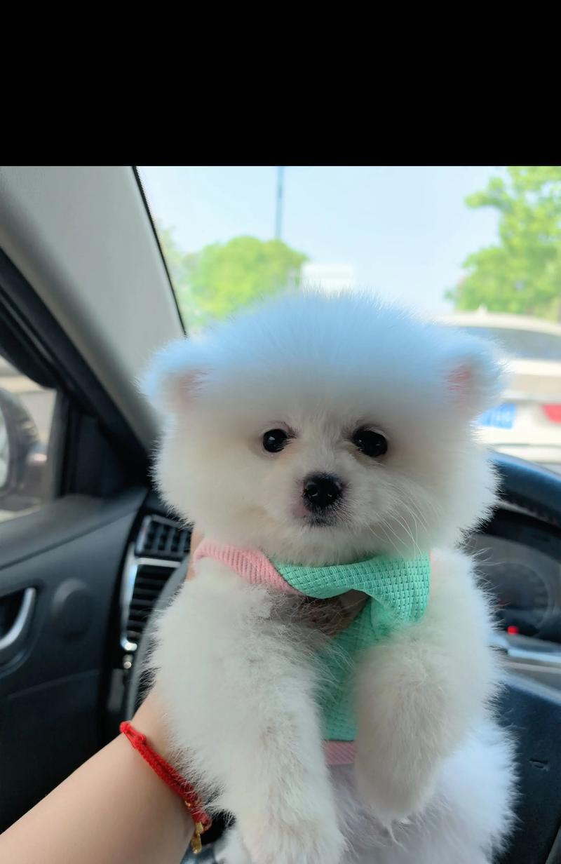如何分辨博美犬是纯种犬还是串串？（探索纯种博美的七个特征与鉴别方法）
