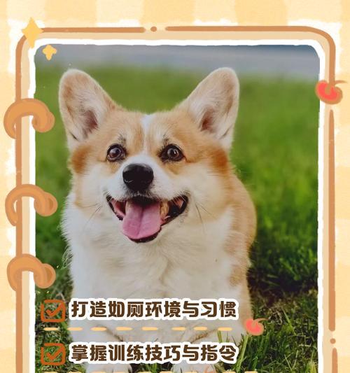 训练狗狗四个重要习惯的方法及技巧（培养狗狗良好习惯的关键是什么？）
