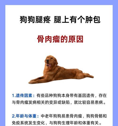 小狗腿粗就一定高大吗？（揭秘小狗身材与体型之间的关系）