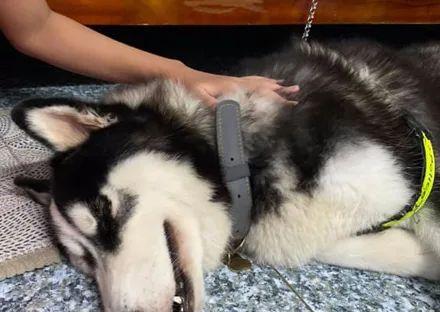 哈士奇涨肚怎么办？（了解症状、采取措施，给爱犬提供帮助）