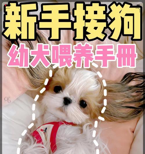 幼犬喂养攻略（1-12个月狗狗的营养需求与喂食计划）