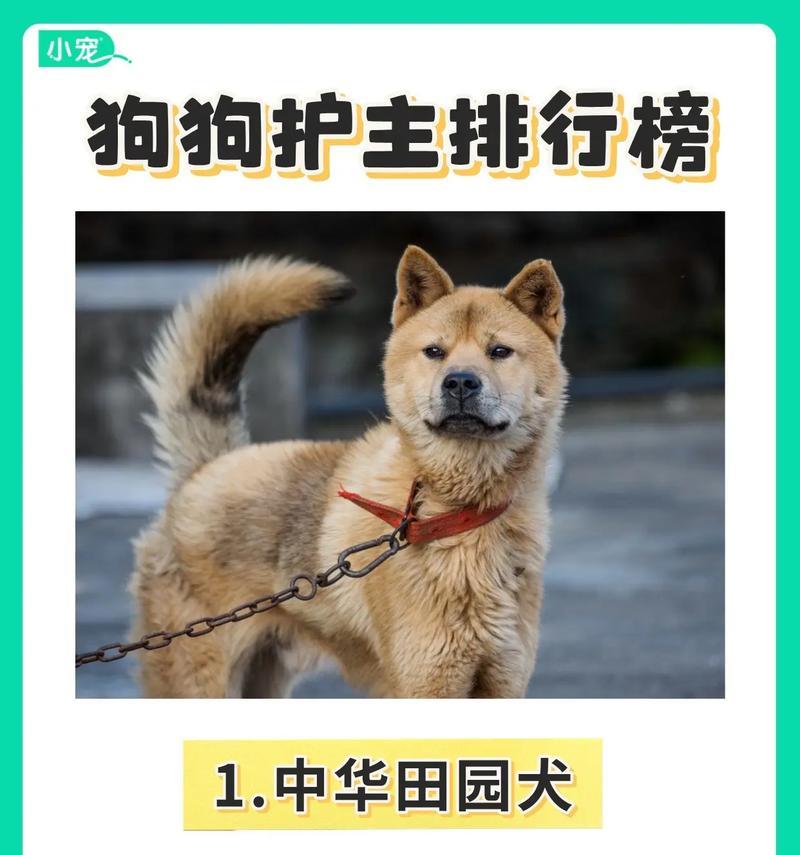 狗狗保护财物
