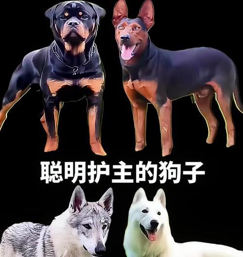 训练狗狗成为忠诚的护主者（培养狗狗的保护本能，提升主人安全感）