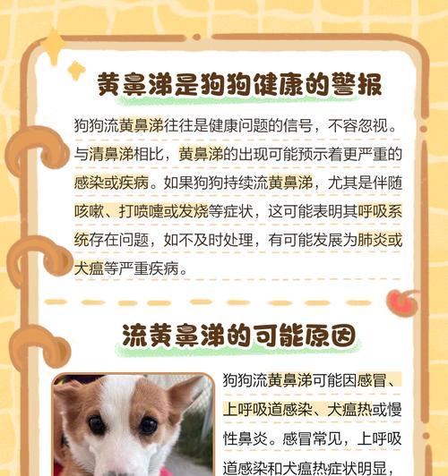 幼犬拉稀咳嗽的原因及治疗方法（宠物幼犬为何会出现拉稀咳嗽？如何有效治疗？）