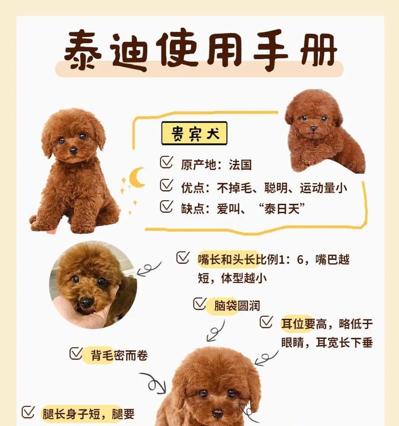 泰迪犬毛发褪色原因分析及解决方法（探究泰迪犬毛发褪色的可能原因以及如何解决）
