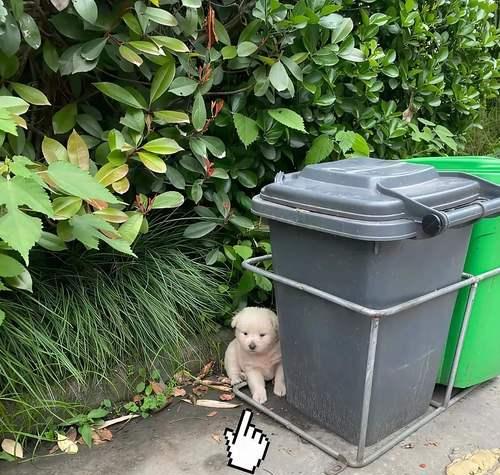 幼犬的叫声与视线之谜（揭秘幼犬看不见人就叫的原因与解决方法）