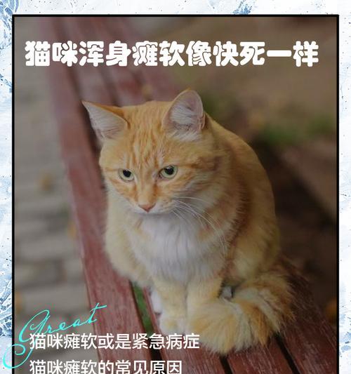 小猫突然死亡，原因究竟是什么？（探寻小猫死亡的背后真相，唤起人们对宠物健康的重视）