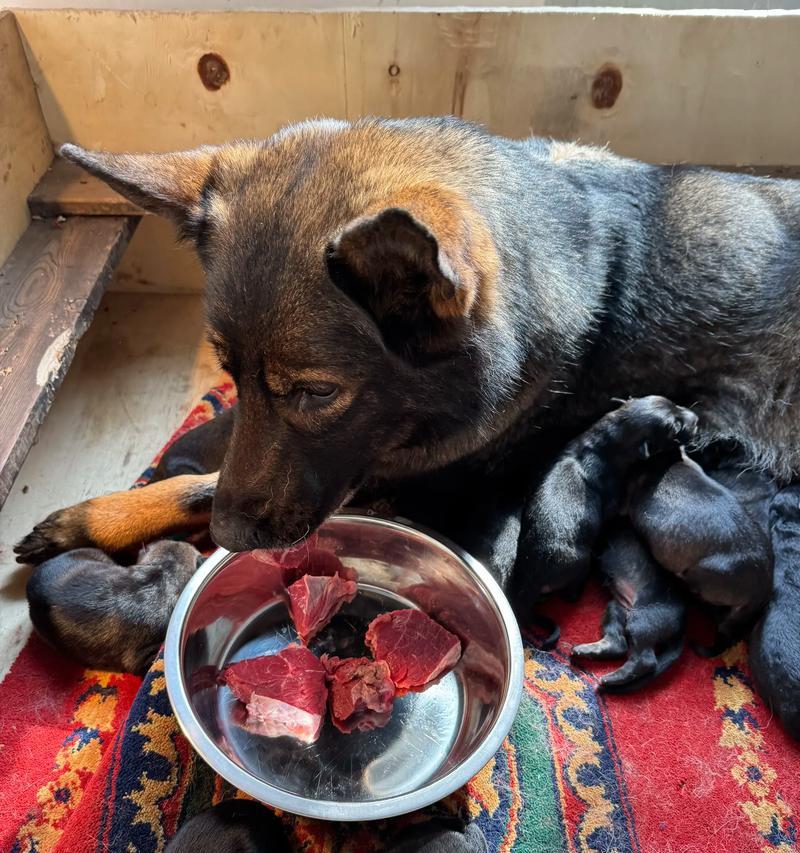 狗狗体检的必要性与不同年龄段的检查需求（了解为何狗狗体检必要，以及各个年龄段应进行的检查）