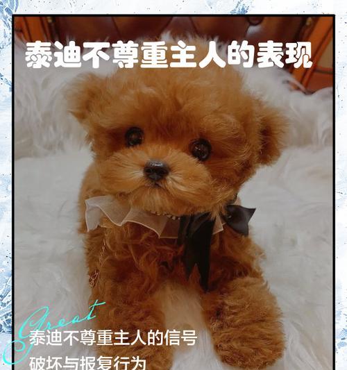 泰迪犬鞭炮恐惧症如何应对（解决泰迪犬对鞭炮的恐惧问题，让它们安心过年）