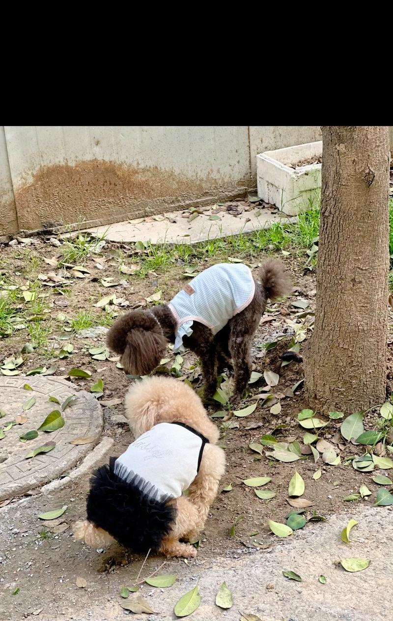 解决小狗乱拉屎的方法（有效训练小狗控制排便地点）