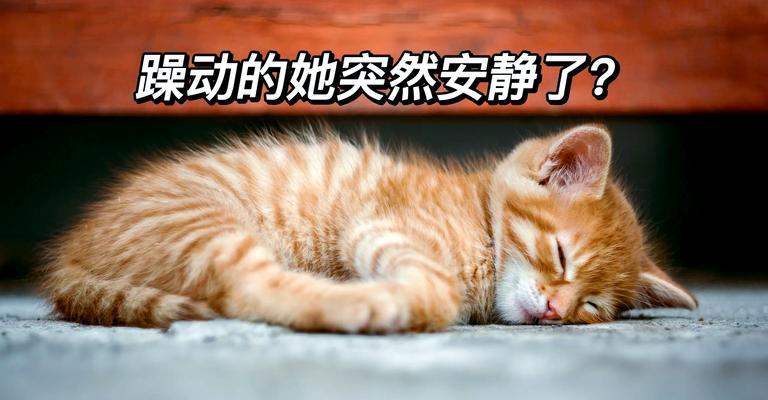 猫咪为什么会变得安静？（探究猫咪安静的原因及其）