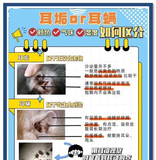 小猫的耳朵清洁之道（掏耳朵技巧与注意事项，保持宠物健康快乐的秘诀）
