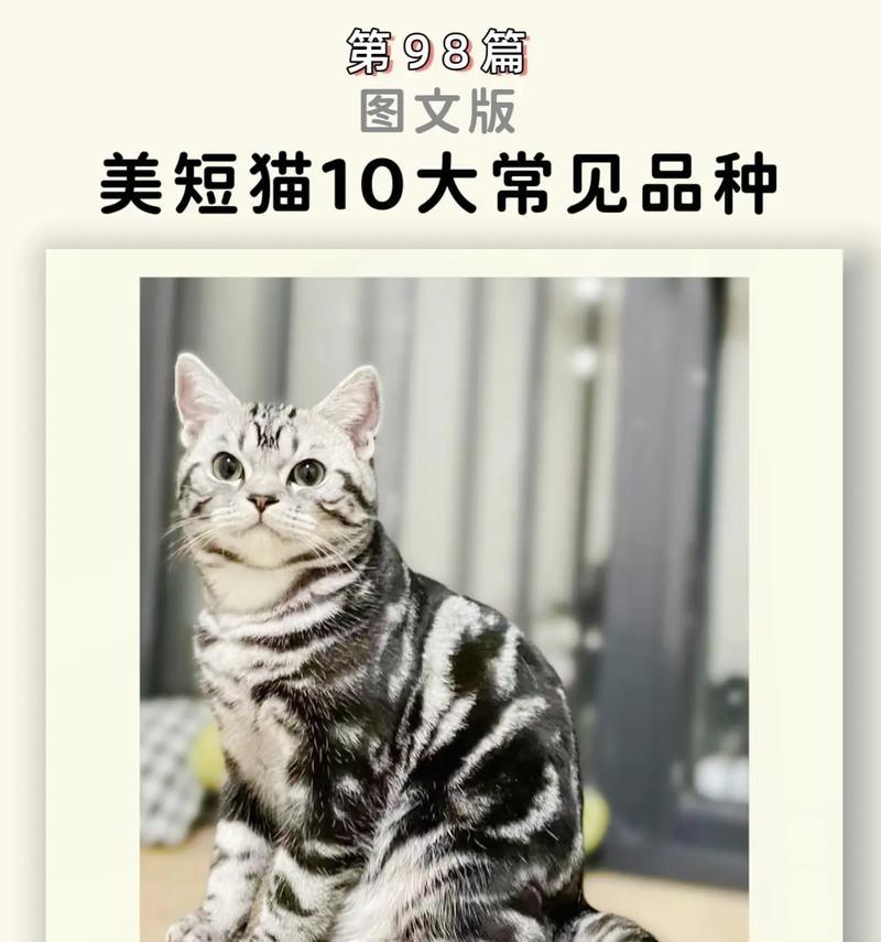 探索美国短毛猫的性格特点（温和亲人、好奇聪明、适应力强）