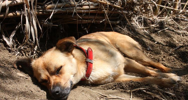 幼犬为何不能打？（保护幼犬健康的重要性）