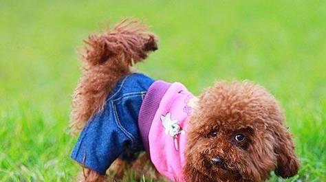 贵宾犬三个月时的外貌特征和行为习性（了解贵宾犬三个月时的成长变化，享受与它一起的美好时光）
