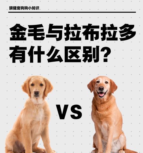 拉布拉多的尾巴语言解析——从不同姿势看情绪（揭秘拉布拉多尾巴语言，了解它内心的秘密）